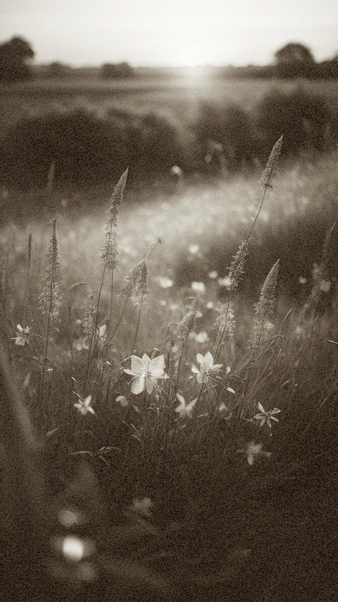 GOUDNES Fiebre Del Oro Scent Inspiration