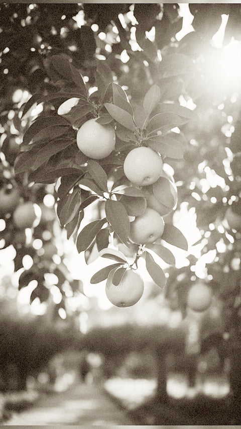 GOUDNES Naranjal Scent Inspiration